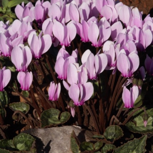 Cyclamen graecum